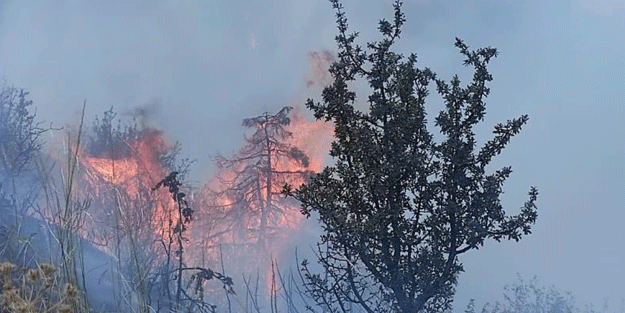 Ankara’da orman yangını