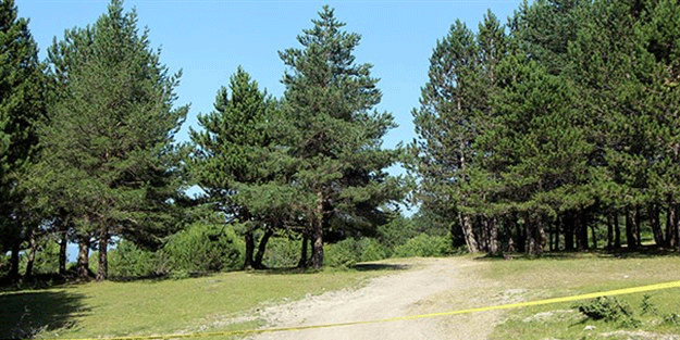 Ankara'da ormanlık alanlara girişler 30 Eylül 2023'e kadar yasaklandı