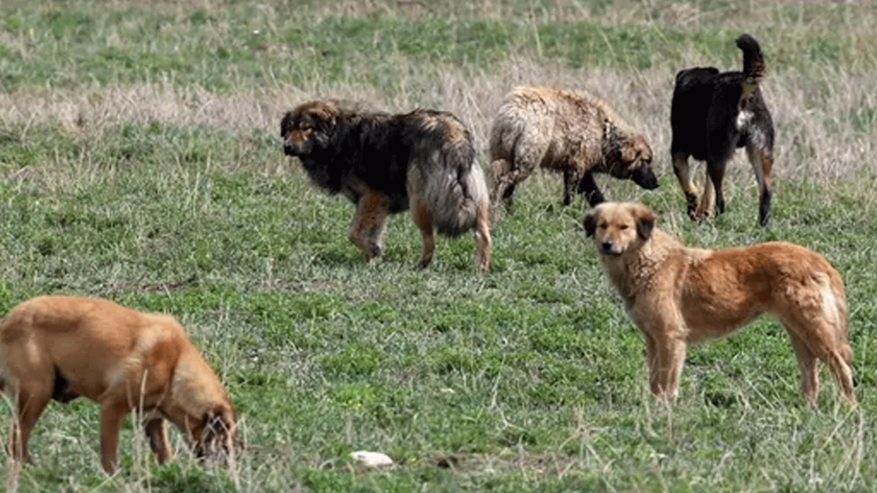 Ankara’da sahipsiz köpeklerin saldırısına uğrayan çocuk konuştu