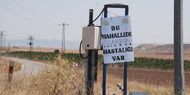 Ankara'da şarbon alarmı! Bölge karantinaya alındı!