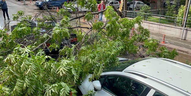 Ankara'da şiddetli rüzgar ve sağanak! Ağaç devrildi