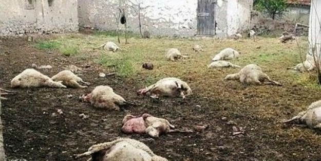 Ankara'da sürüye kurt saldırdı!