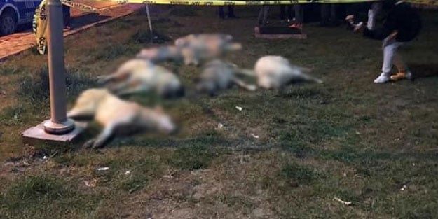 Ankara'daki köpek vahşetinde flaş karar!
