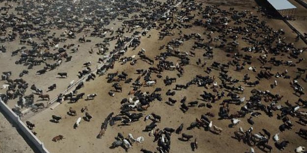 Ankara'daki 'şarbon'lu çiftlik görüntülendi! Büyük endişe...