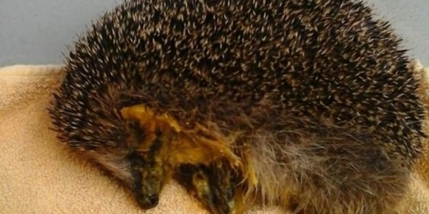 Ankaralı kız kirpi eti yerken canından oluyordu