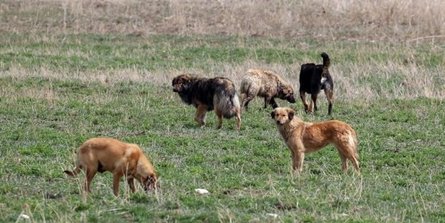 Ankaralılar başıboş köpek sorununa çözüm bulunmasını istiyor!