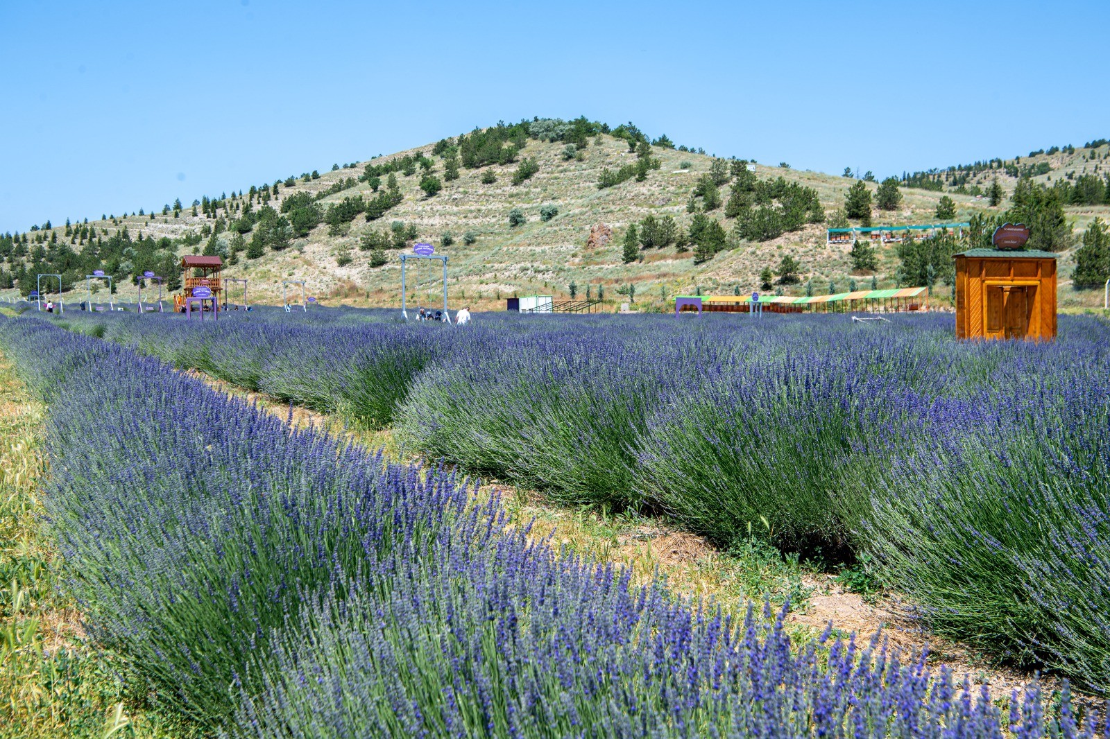 Ankara’nın En Büyük Lavanta Bahçesi Mamak’ta