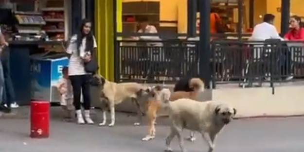 Ankara'nın göbeğinde korku dolu anlar! Köpek sürüsü kadın ve çocuğun etrafını sardı