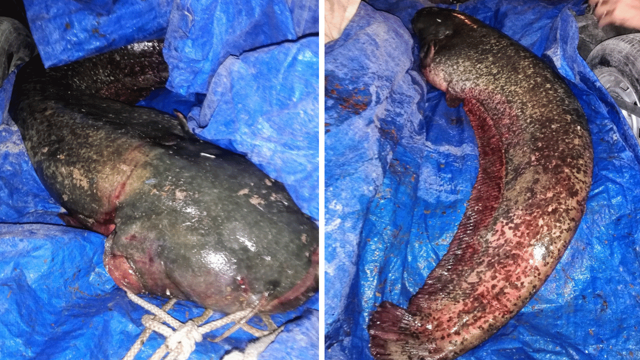 Ankara’yı karıştıran timsah balık çıktı