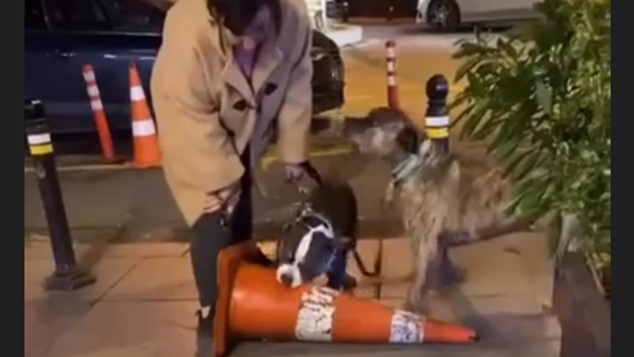 Anladık hayvansever geçiniyorsun ama biraz insanları da düşün! Dışarıda köpek gezdirenlere ders olsun!