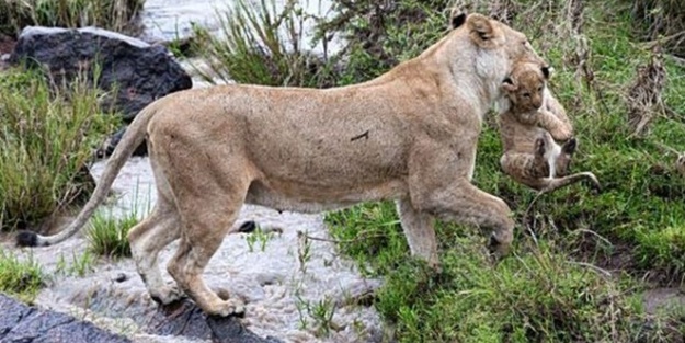 Anne aslanın merhameti yüreğinizi ısıtacak!