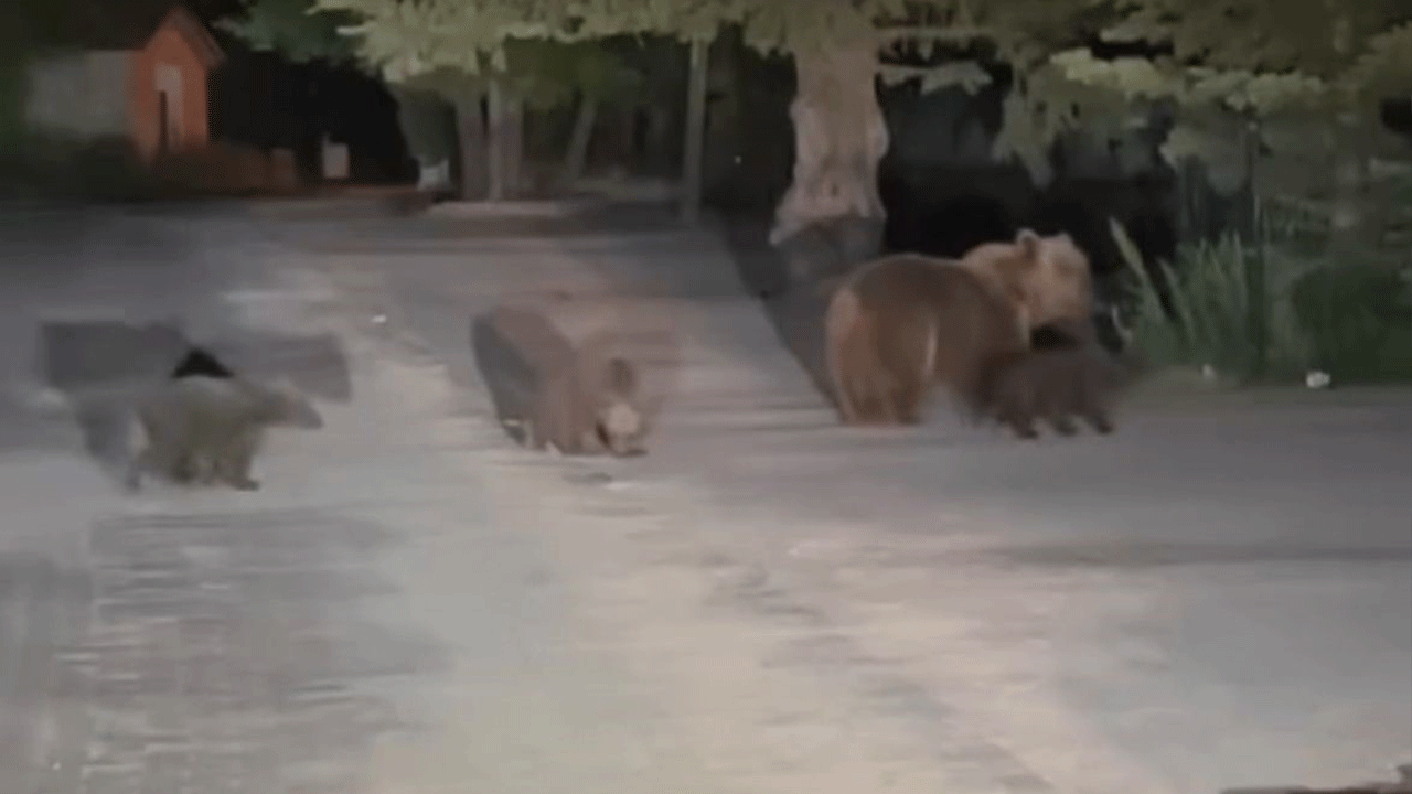 Anne ayı dehşeti kamerada! Çöp karıştırırken saldırıya geçti, son anda kurtuldu