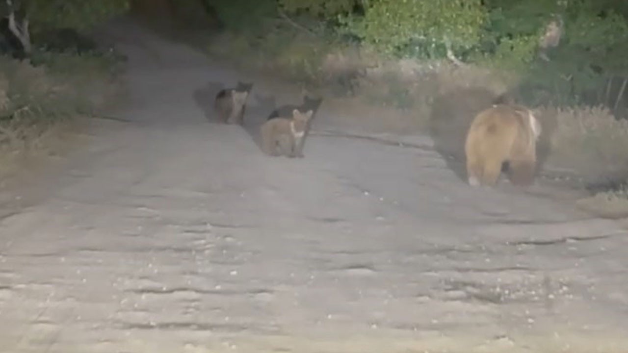 Anne ayı iki yavrusuyla birlikte görüntülendi