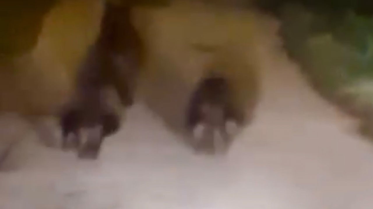 Anne ayı ve yavruları böyle görüntülendi