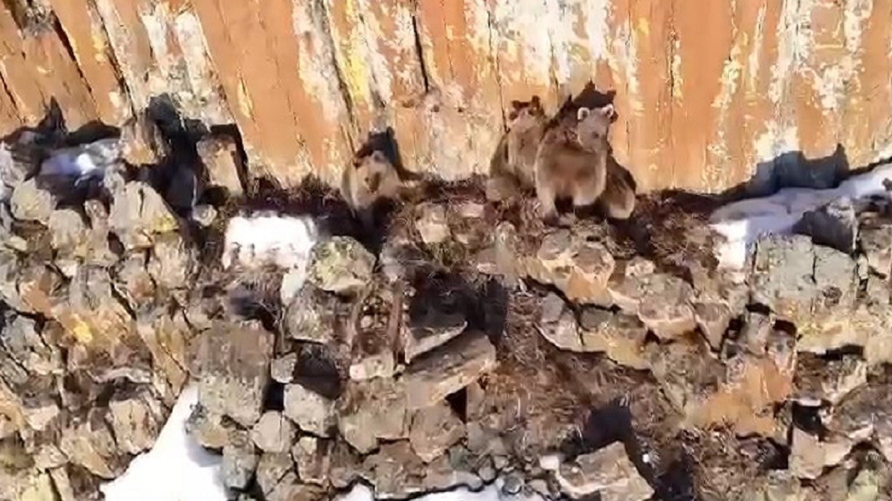 Anne ayı ve yavruları kameraya böyle yakalandı