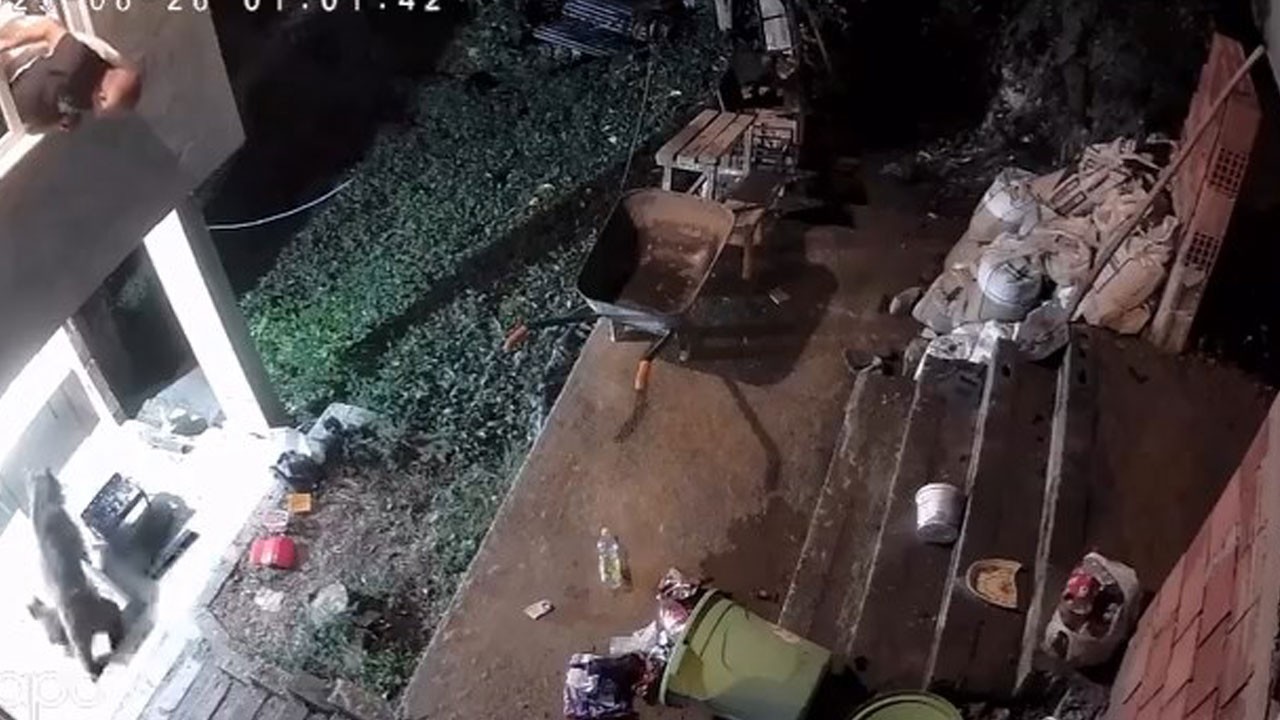 Anne ayı ve yavruları kameraya yakalandı