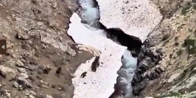 Anne ayı ve yavruları yiyecek ararken görüntülendi