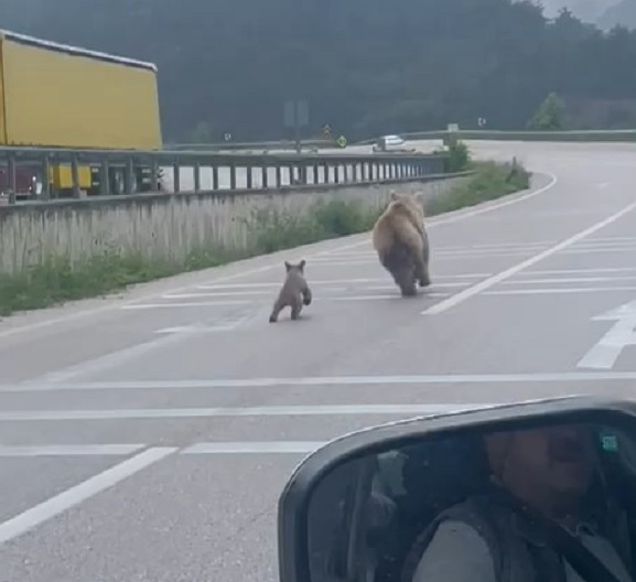 Anne ayının panik anları kamerada
