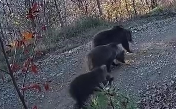 Anne boz ayı ve yavruların keyifli doğa yürüyüşü