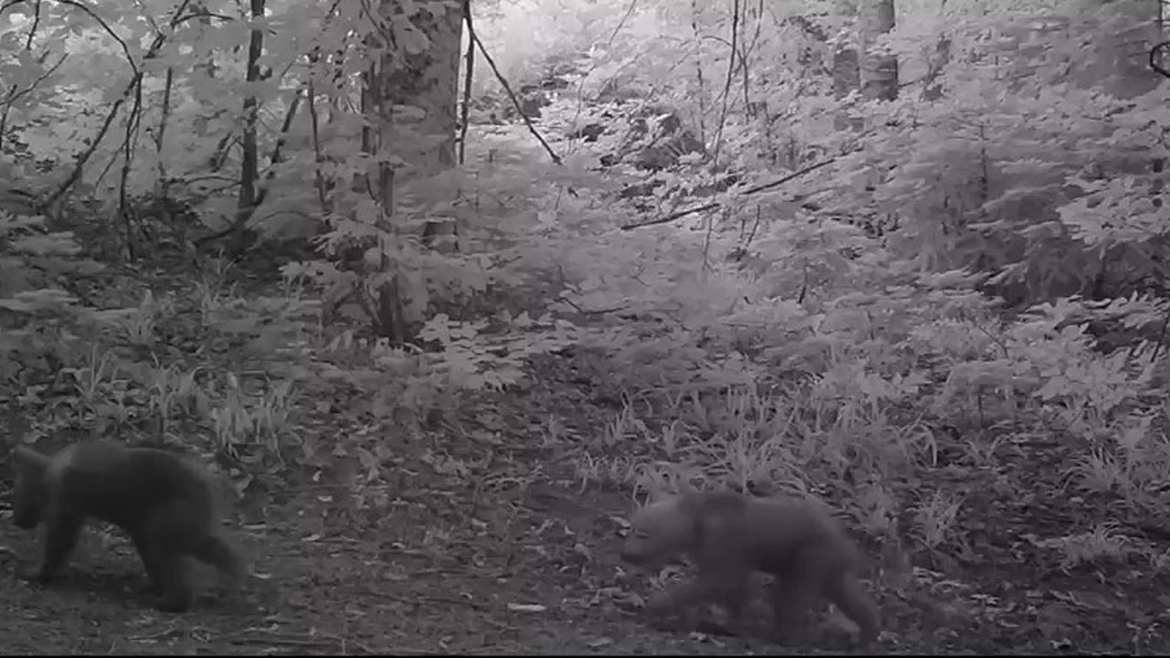 Anne bozayı ve yavruları böyle görüntülendi
