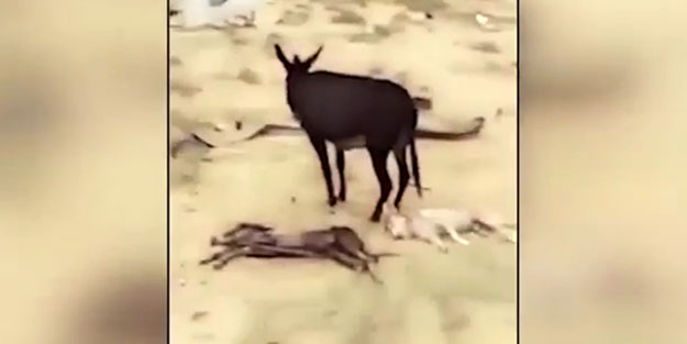 Anne eşek yavrusunu öldüren kurttan intikamını böyle aldı