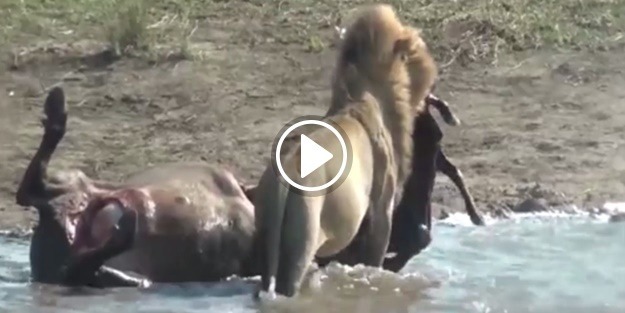 Anne karnındaki yavru, aslanın yemeği oldu!