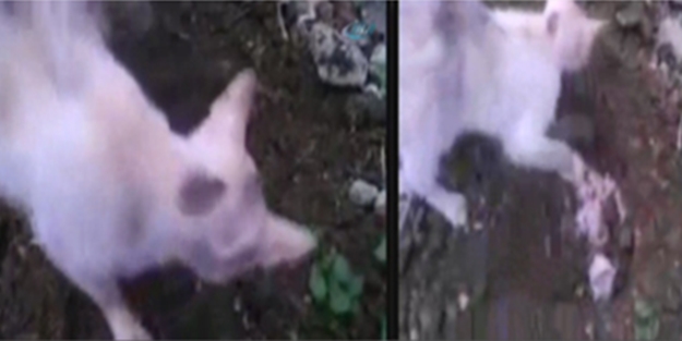Kedi ölen yavrusunu böyle defnetti - VİDEO