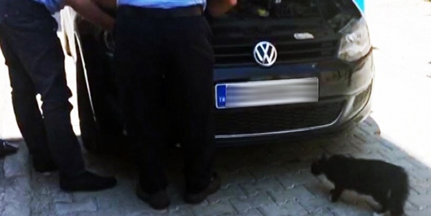 Anne kedi, yavrusu kurtarılırken başından bir an ayrılmadı