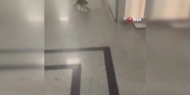 Anne kedinin yavrusuna şefkati! Ağzında acil servise kadar taşıdı