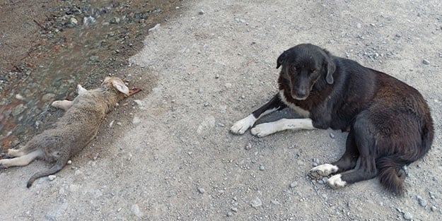 Anne köpeğin yürek burkan görüntüsü! Ölen yavrusunun başında saatlerce bekledi
