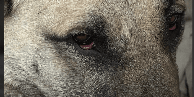 Anne köpek enkaz altında kalan yavrularının başından ayrılmadı