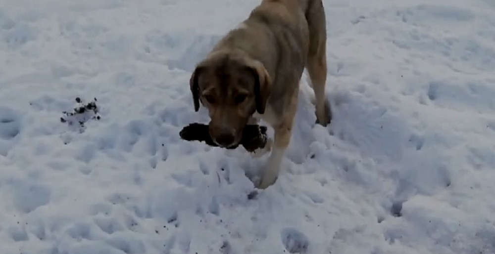 Anne köpek ölen yavrusunu kendi gömdü 