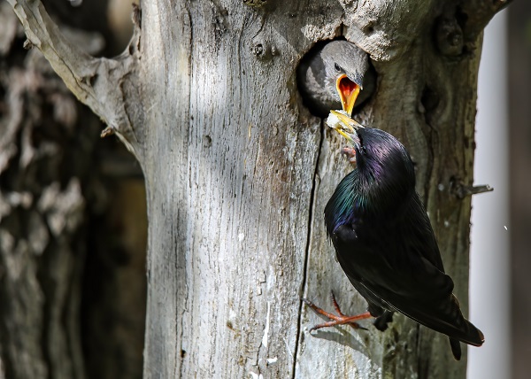 Anne kuşun duygulandıran anları
