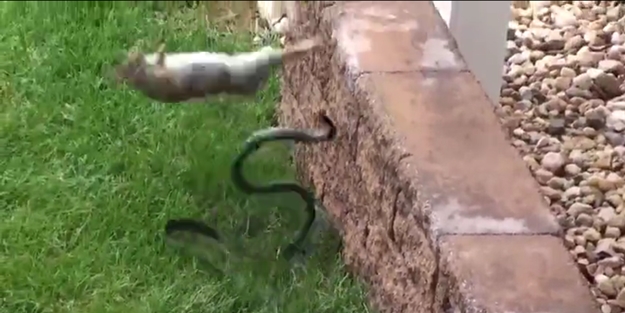 Anne tavşan yılanı perişan etti - VİDEO