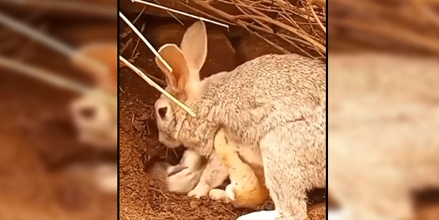 Anne tavşanın yavrularını koruma yöntemi görenleri hayrete düşürüyor!