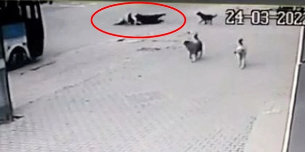 Anne ve çocuğuna başıboş köpekler saldırdı! Ölüme ramak kala