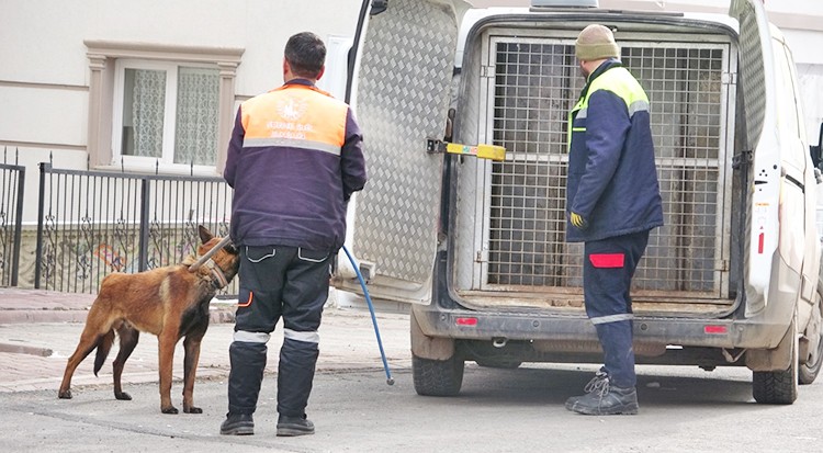 Anne ve çocukları saldırıya uğradı: Terörist köpekler