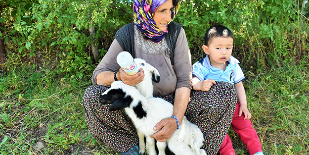 Anneleri ölen kuzuları biberonla besliyor