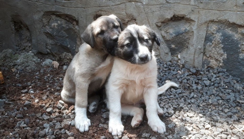 Anneleri telef edilen köpeklere kaymakam sahip çıktı 