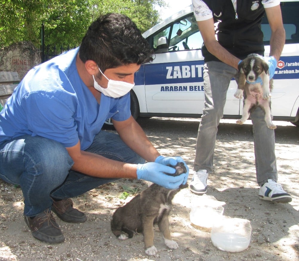 Annelerinin terk ettiği kedi ve köpek yavrularına belediye sahip çıktı 