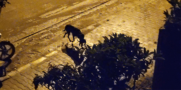 Annelik böyle bir şey! Yavrularını bakın nasıl korudu