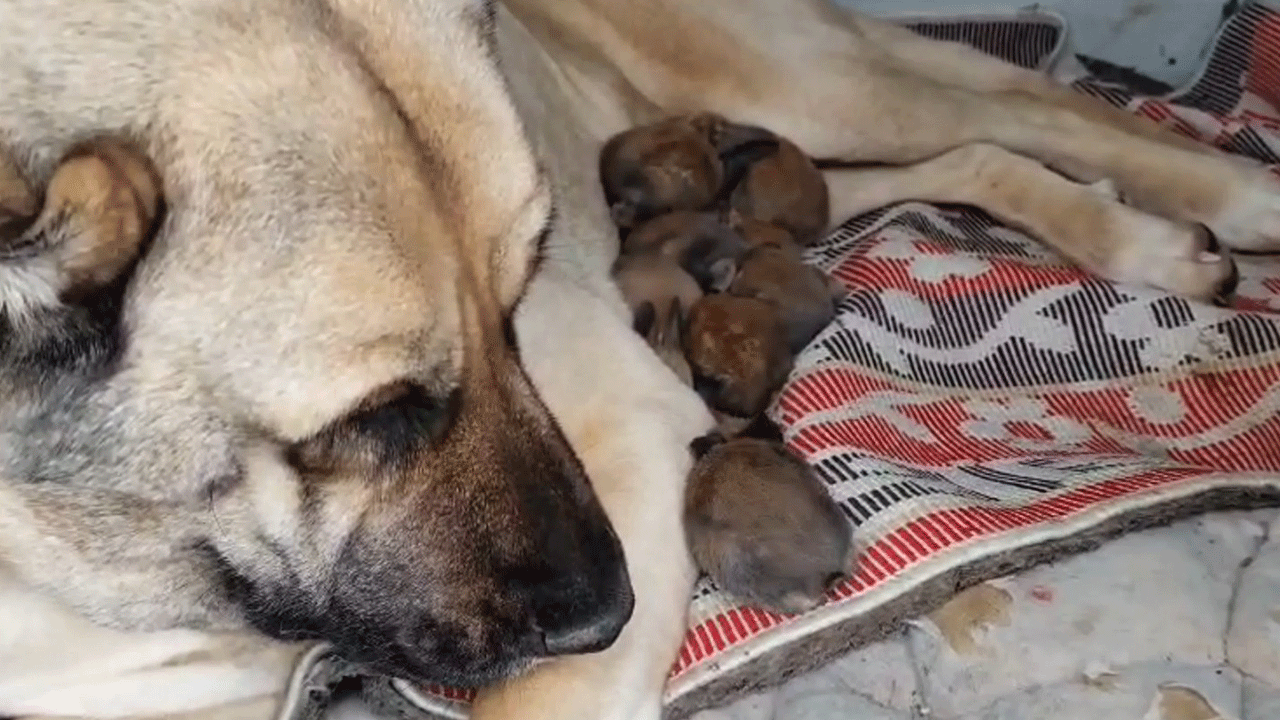 Annelik içgüdüsü sınır tanımadı! Kangal köpeği şimdi de tavşan yavrularını sahiplendi