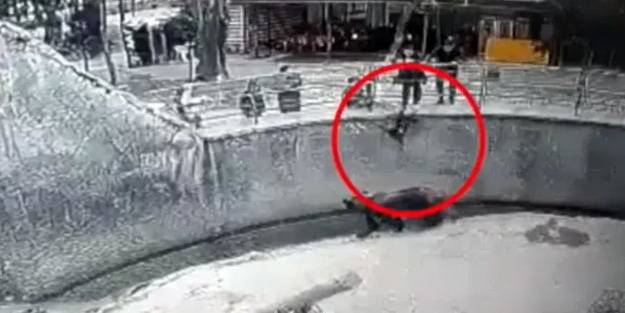 Annesi 3 yaşındaki kızını ayının önüne attı! Kan donduran olay