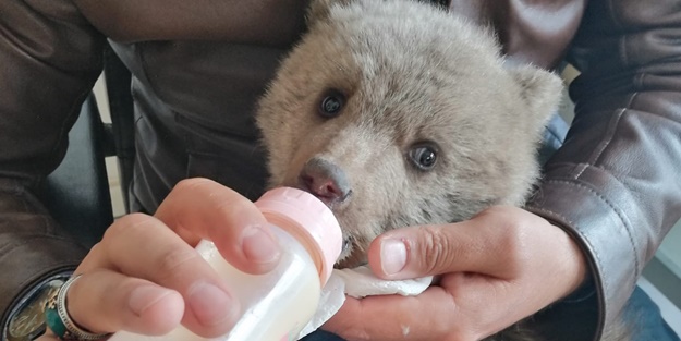 Annesi bulunamayan yavru ayı koruma altına alındı