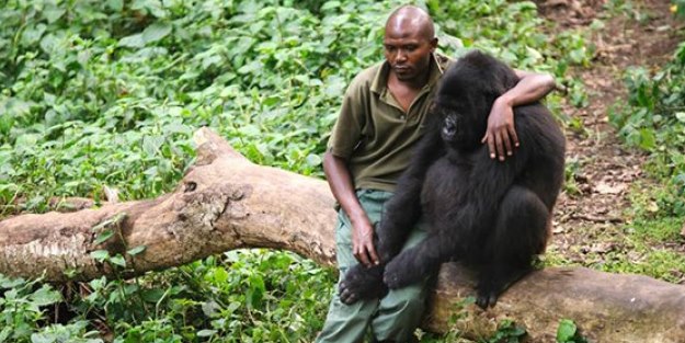 Annesi öldürülen gorili park görevlisi teselli etti