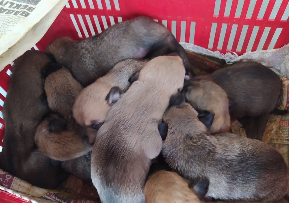Annesi ölen 13 yavru köpek sahipsiz kalmadı 