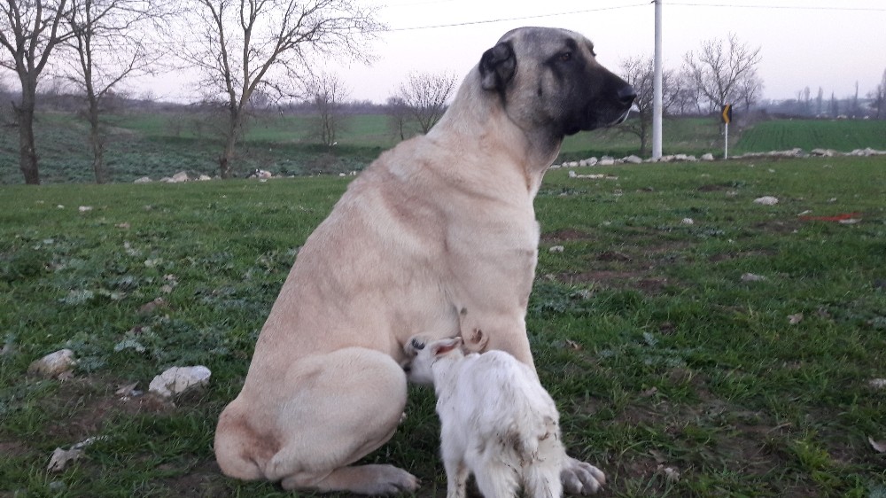 Annesi ölen keçiye köpek sahip çıktı, her gün emziriyor 
