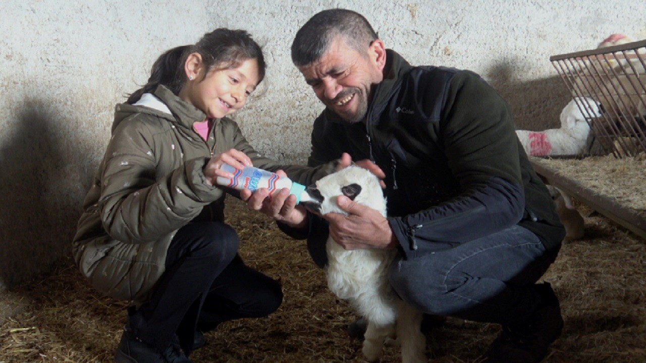 Annesi tarafından reddedilen felçli kuzuyu böyle besliyorlar