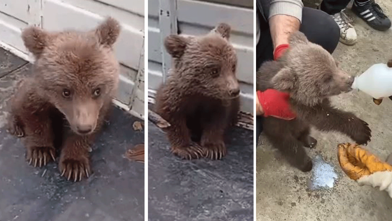 Annesini kaybeden yavru ayı köylülerden yardım istedi