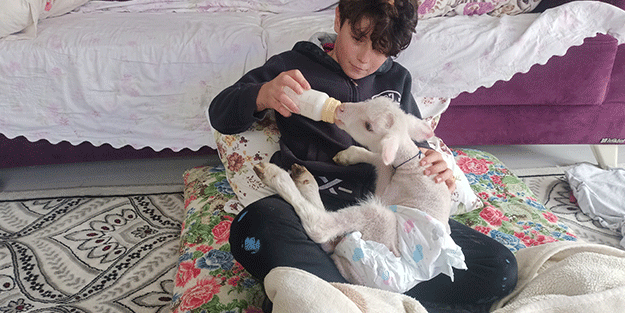 Annesini köpekler telef etti, o kuzuya evde bebek gibi bakıyorlar